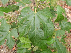 Brachychiton bidwillii