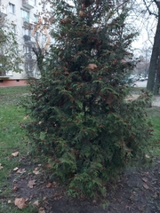 Thuja occidentalis