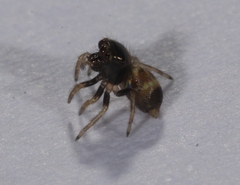 Ptocasius strupifer