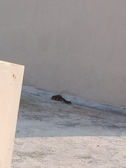 Funambulus palmarum