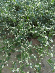 Alternanthera bettzickiana