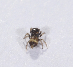 Ptocasius strupifer