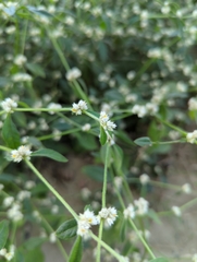 Alternanthera bettzickiana