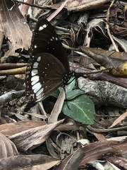 Euploea sylvester