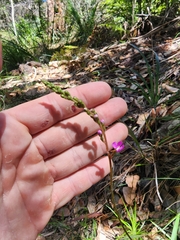 Stylidium productum