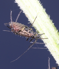 Macrosiphini