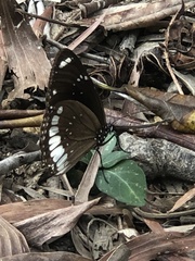 Euploea sylvester