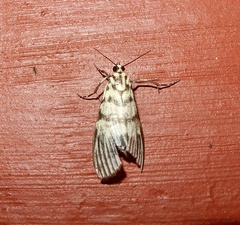 Heortia vitessoides