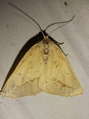 Lychnosea intermicata