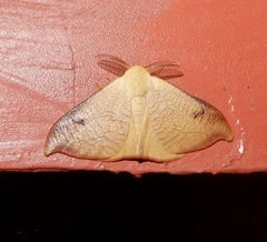Arctornis marginata