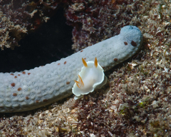 Ardeadoris angustolutea
