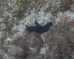Tambja morosa