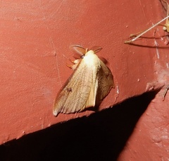 Arctornis marginata