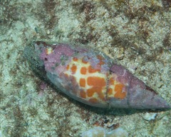 Mitra mitra