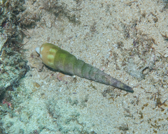 Terebra guttata