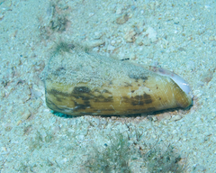 Conus striatus