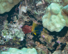 Centropyge potteri