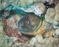 Gymnothorax flavimarginatus