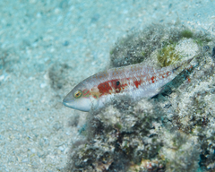 Oxycheilinus bimaculatus