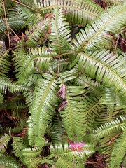 Gleicheniaceae