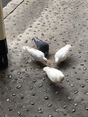 Columba livia domestica
