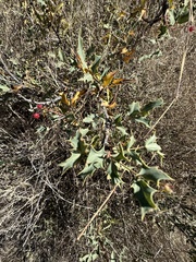 Berberis haematocarpa