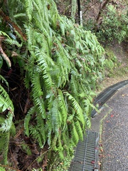 Gleicheniaceae