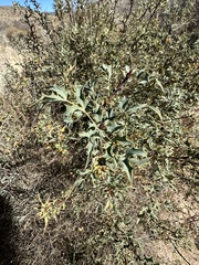 Berberis haematocarpa