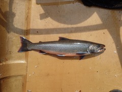 Salvelinus malma