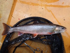 Salvelinus malma