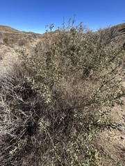 Berberis haematocarpa