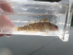 Hexagrammos decagrammus