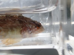 Hexagrammos decagrammus