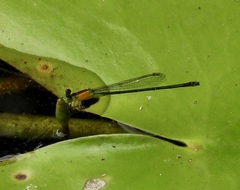 Ischnura pruinescens