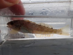 Hexagrammos decagrammus