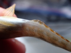 Hexagrammos decagrammus