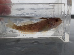 Hexagrammos decagrammus