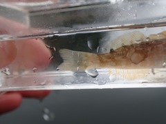 Hexagrammos decagrammus