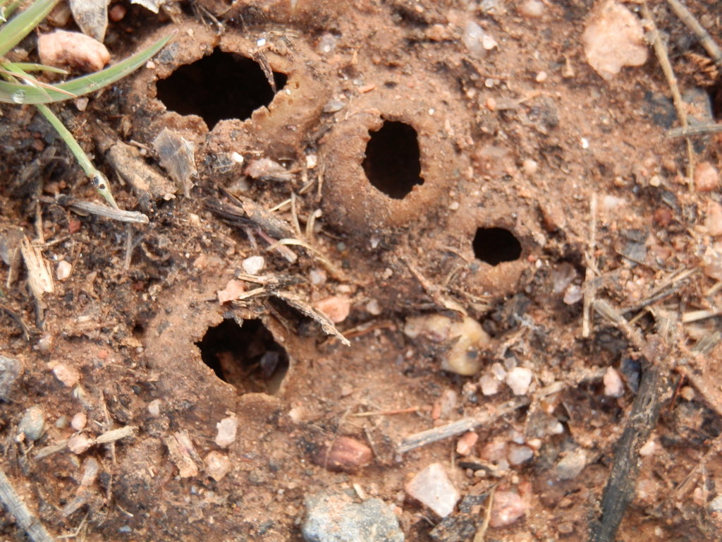 Sepultaria sepulta