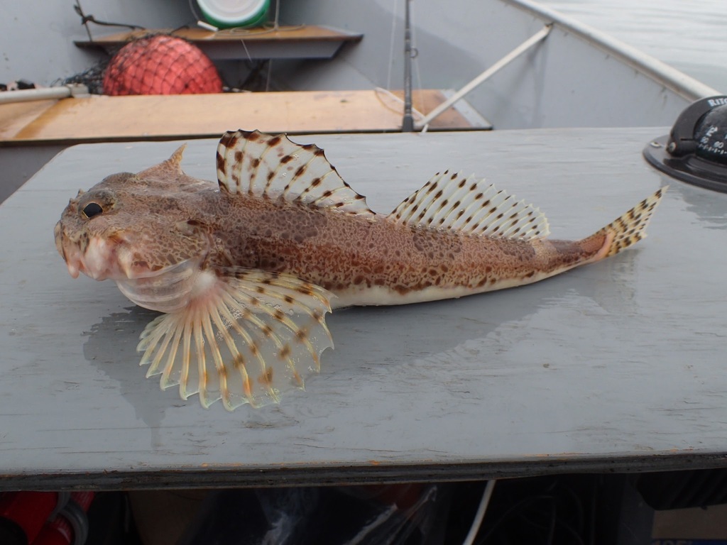 Threaded sculpin (Gymnocanthus pistilliger) — Cottidae