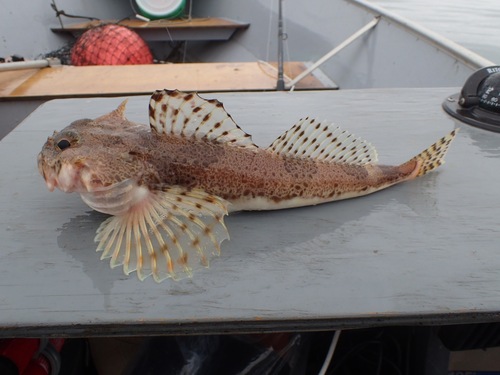 Threaded sculpin (Gymnocanthus pistilliger) — Cottidae