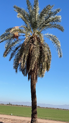 Phoenix dactylifera