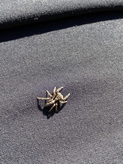 Platycryptus californicus