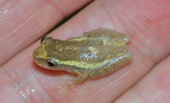 Dendropsophus columbianus