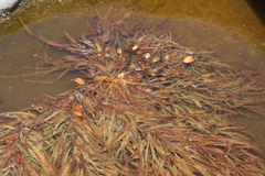 Phyllospora comosa