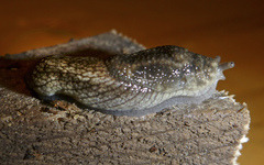 Prophysaon vanattae