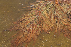 Phyllospora comosa