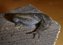 Prophysaon vanattae