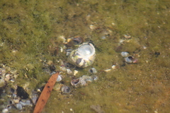 Austrocochlea porcata