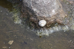 Bembicium nanum